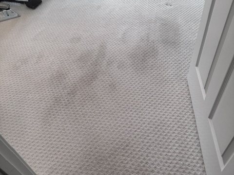 Before carpet cleaning showing visible traffic soil