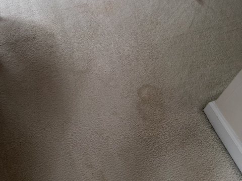 Before deep carpet cleaning showing visible spots
