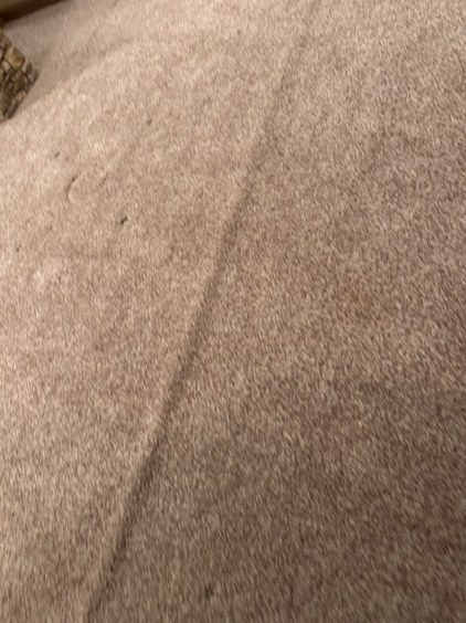 Completed carpet stretching work by YesSir Services