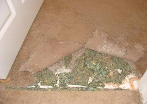 Carpet Repair & Pad Pet Damage Before - YesSir Services carpet project in Metro Atlanta